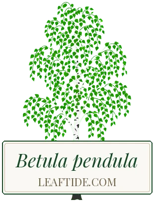 Betula pendula