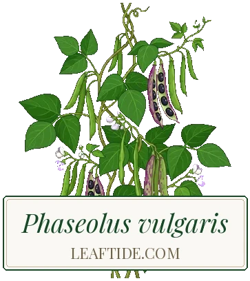 Phaseolus vulgaris