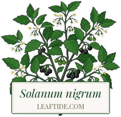 Solanum nigrum