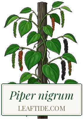 Piper nigrum