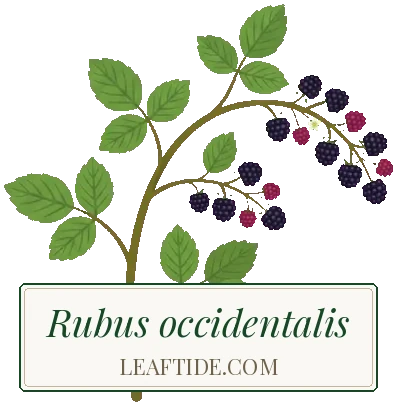Rubus occidentalis