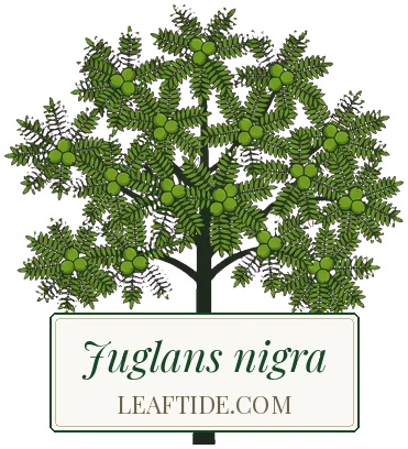 Juglans nigra