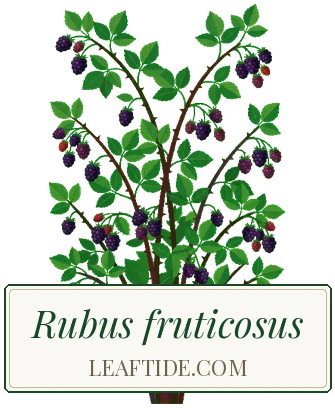 Rubus fruticosus