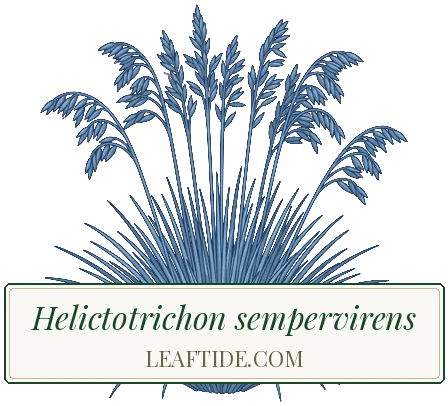 Helictotrichon sempervirens