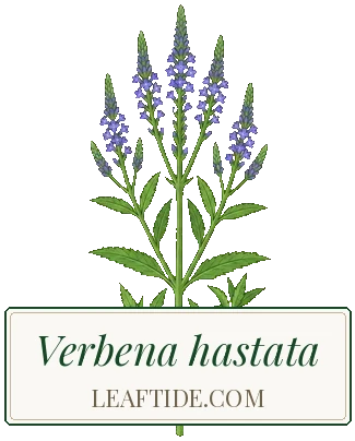 Verbena hastata