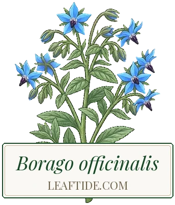 Borago officinalis