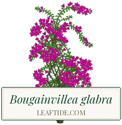 Bougainvillea glabra