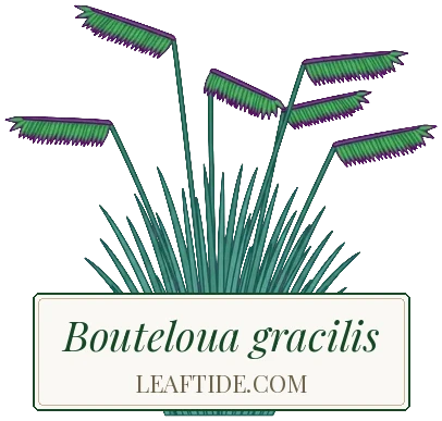 Bouteloua gracilis