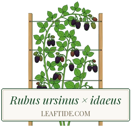 Rubus ursinus × idaeus
