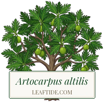 Artocarpus altilis
