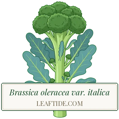Brassica oleracea var. italica