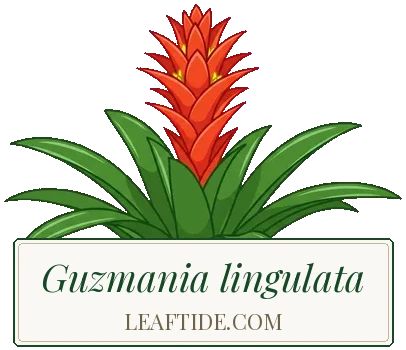 Guzmania lingulata