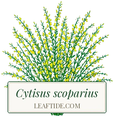 Cytisus scoparius