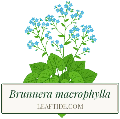 Brunnera macrophylla