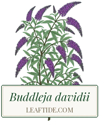 Buddleja davidii