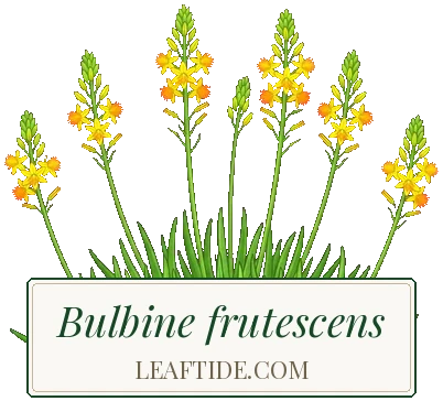 Bulbine frutescens