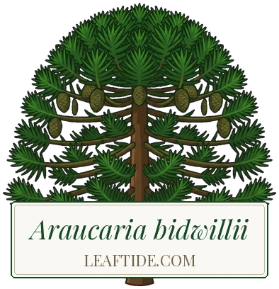 Araucaria bidwillii