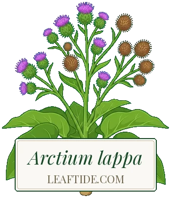 Arctium lappa