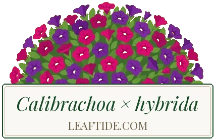 Calibrachoa × hybrida