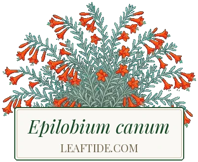 Epilobium canum
