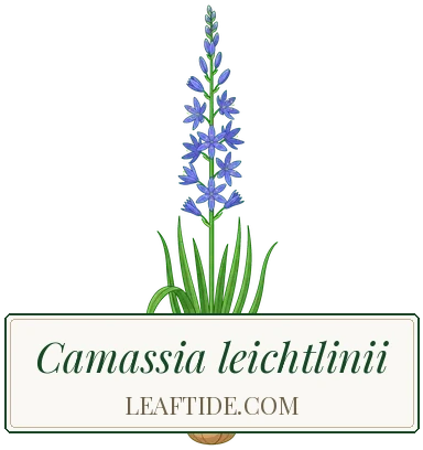Camassia leichtlinii