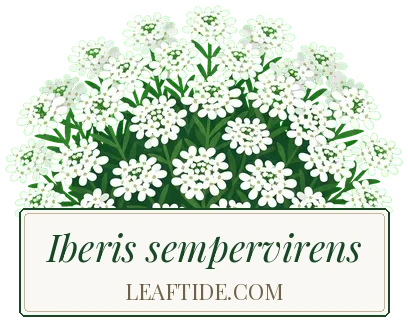 Iberis sempervirens