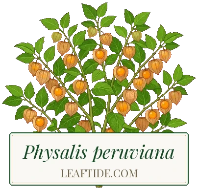 Physalis peruviana