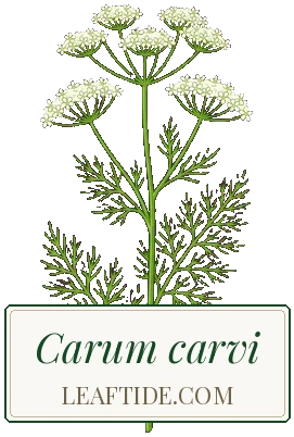 Carum carvi