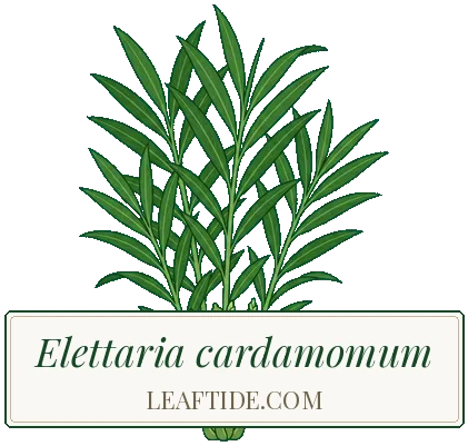Elettaria cardamomum