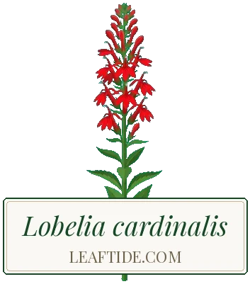 Lobelia cardinalis