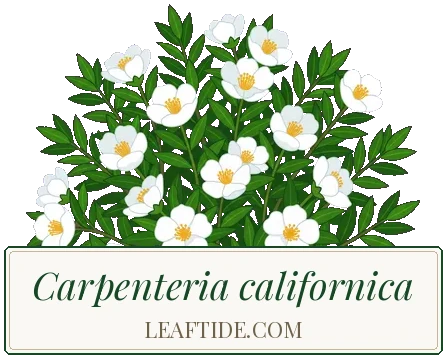 Carpenteria californica