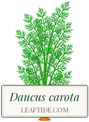 Daucus carota