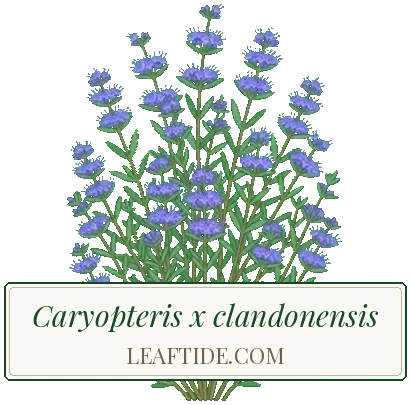 Caryopteris x clandonensis