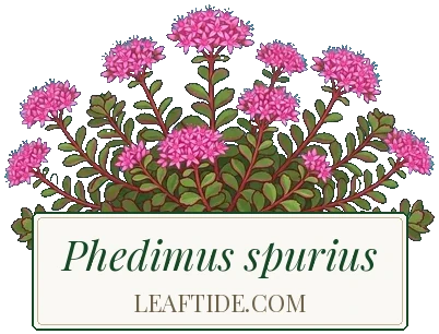Phedimus spurius