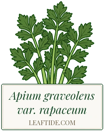 Apium graveolens var. rapaceum