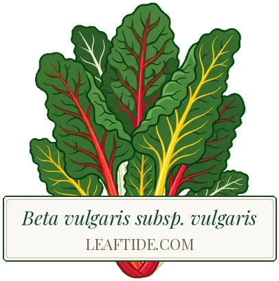 Beta vulgaris subsp. vulgaris