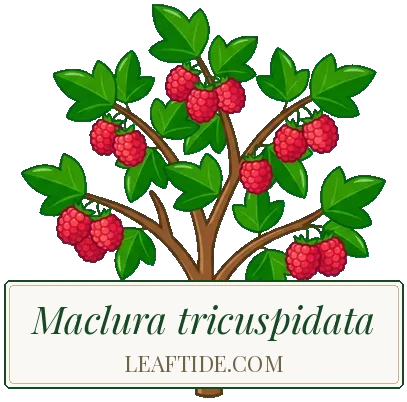 Maclura tricuspidata