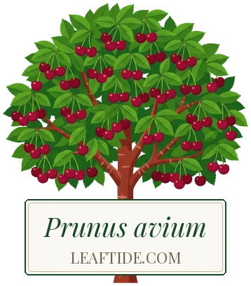 Prunus avium