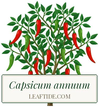 Capsicum annuum