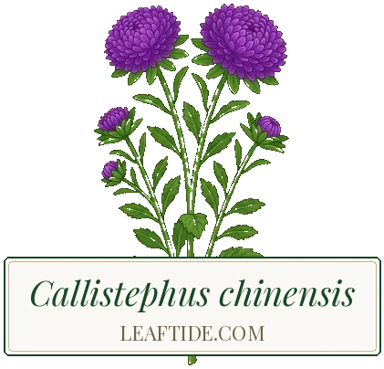 Callistephus chinensis