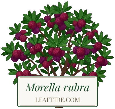 Morella rubra