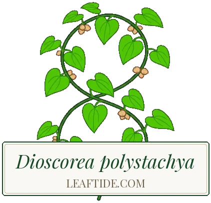 Dioscorea polystachya