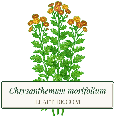 Chrysanthemum morifolium