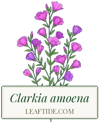 Clarkia amoena