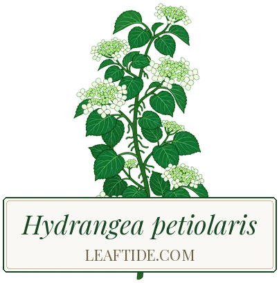Hydrangea petiolaris