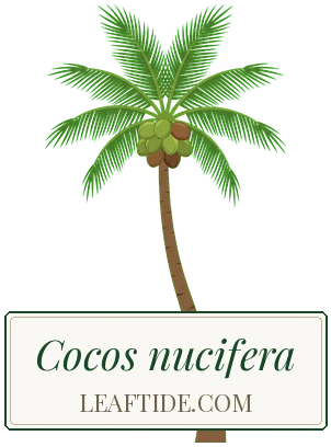 Cocos nucifera