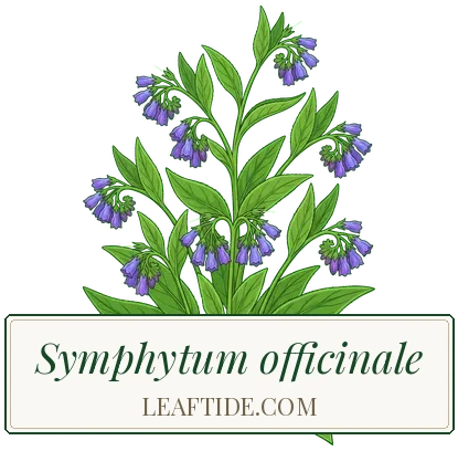 Symphytum x uplandicum