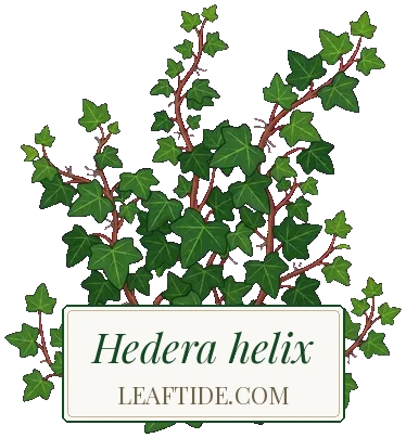 Hedera helix