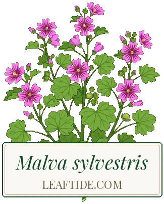 Malva sylvestris