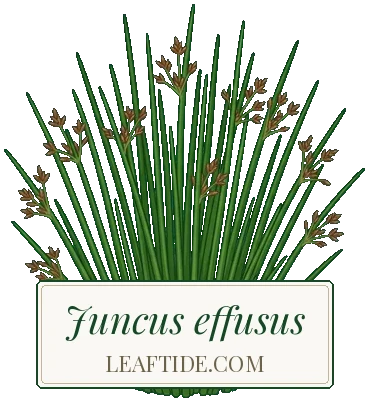 Juncus effusus